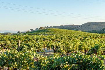 Fototapeta na wymiar Vineyard in Napa Valley, California. Napa Valley is a premiere wine growing region.