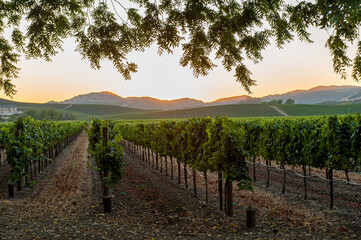 Vineyard in Napa Valley, California. Napa Valley is a premiere wine growing region. - 712779558