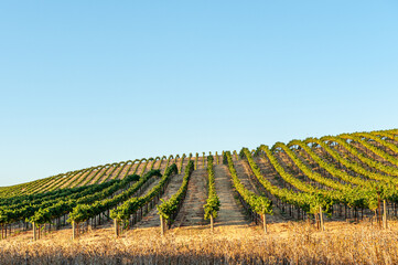 Vineyard in Napa Valley, California. Napa Valley is a premiere wine growing region.
