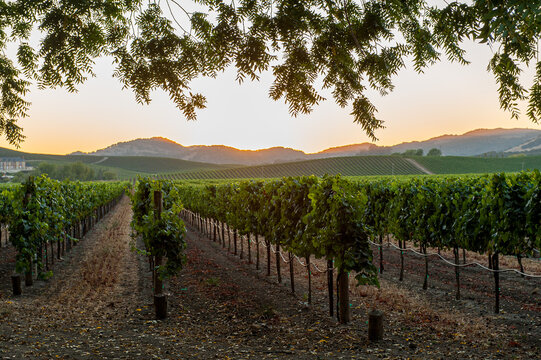 Vineyard in Napa Valley, California. Napa Valley is a premiere wine growing region.