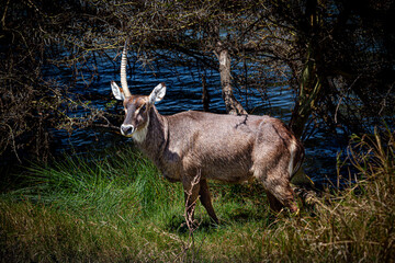 Unicorn Waterbuck in Africa