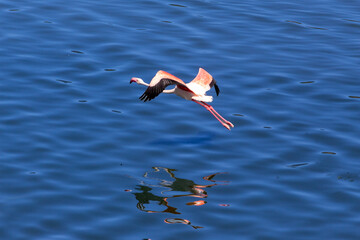 Flamingo Flying Over Water