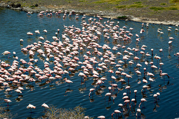 Group of Flamingos in Africa