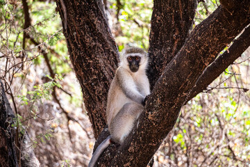 African Monkey in Tree