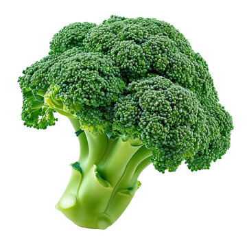 broccoli isolated on white background