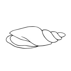 Linear sketch, outline of a sea shell. Decorative element for sea summer designs. Vector graphics.