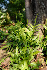 Tropical plants decorate the garden