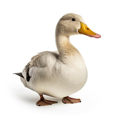 Obraz premium Duck isolated on white background