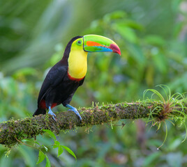 Keel-billed toucan (Ramphastos sulfuratus), Laguna del Lagarto Eco Lodge, Boca Tapada, Alajuela, Costa Rica.