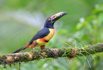 Collared Aracari (Pteroglossus torquatus), Laguna del Lagarto Eco Lodge, Boca Tapada, Alajuela, Costa Rica.