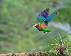 Brown-hooded parrot (Pyrilia haematotis) landing to tree branch, Laguna del Lagarto Eco Lodge, Boca Tapada, Alajuela, Costa Rica.