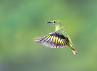 Red-legged honeycreeper (Cyanerpes cyaneus) non-breeding male flying, Laguna del Lagarto Eco Lodge, Boca Tapada, Alajuela, Costa Rica.