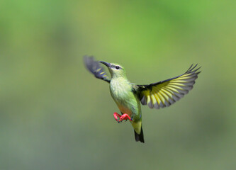 Red-legged honeycreeper (Cyanerpes cyaneus) non-breeding male flying, Laguna del Lagarto Eco Lodge, Boca Tapada, Alajuela, Costa Rica.