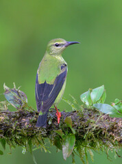 Red-legged honeycreeper (Cyanerpes cyaneus) non-breeding male, Laguna del Lagarto Eco Lodge, Boca Tapada, Alajuela, Costa Rica.