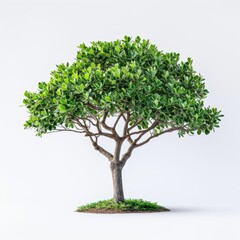 Charming ficus tree with striking leaves isolated on a crisp white background. Presenting the timeless beauty of tranquil nature.