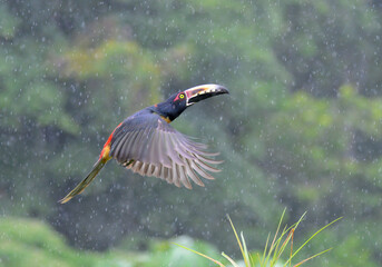 Collared Aracari (Pteroglossus torquatus) flying under rain, Laguna del Lagarto Eco Lodge, Boca Tapada, Alajuela, Costa Rica.