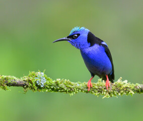 Red-legged honeycreeper (Cyanerpes cyaneus) breeding male, Laguna del Lagarto Eco Lodge, Boca Tapada, Alajuela, Costa Rica.