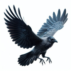 Fototapeta premium Raven isolated on white background Corvus corax. Halloween - flying bird. silhouette of a large black bird cut on a White background, Cuervo, ворон.