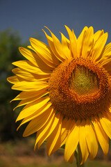 A sunflower field at sunset	