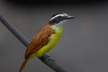 Yellow bird on the wire (Pitangus sulphuratus)