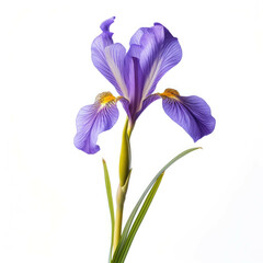 Dutch Iris Flower, isolated on white background