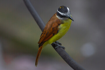 Yellow bird Great Kiskadee (Pitangus sulphuratus)