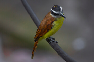 Yellow bird Great Kiskadee (Pitangus sulphuratus)