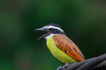 Yellow bird Great Kiskadee (Pitangus sulphuratus)
