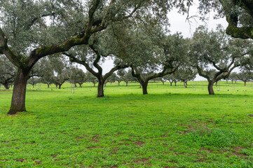 Enchanting pasture in Extremadura: Livestock landscape in winter calm.