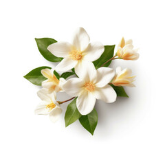 Jasmine Flower, isolated on white background