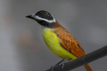 Yellow bird Great Kiskadee (Pitangus sulphuratus)