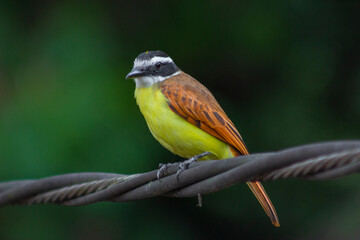 Yellow bird Great Kiskadee (Pitangus sulphuratus)