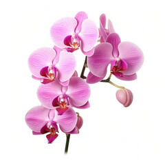 Fototapeta na wymiar Orchid Flower, isolated on white background