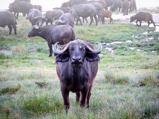 African Cape Buffalo Stare