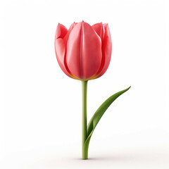 Tulip Flower, isolated on white background