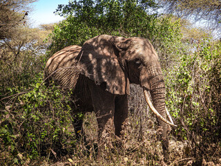 African Elephant