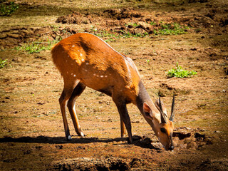 Bushbuck Drinking Water in Africa