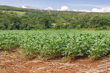 Fototapeta na wymiar Agricultura. Plantação de soja em Goiás, Brasil.