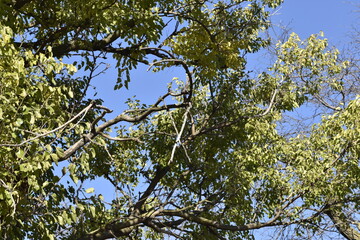 nature in the park