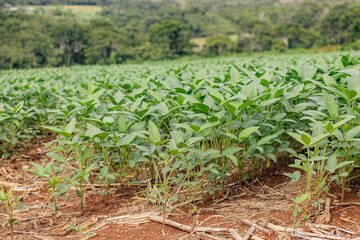 Fototapeta na wymiar Agricultura. Plantação de soja em Goiás, Brasil.