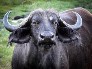 African Cape Buffalo Portrait