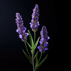Fototapeta premium Lavender Flower, isolated on black background
