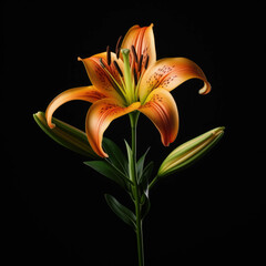 Lily Flower, isolated on black background