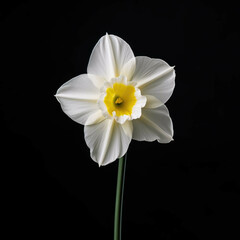 Naklejka na ściany i meble Narcissus Flower, isolated on black background