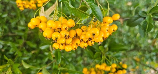 Branch of Pyracantha or Firethorn cultivar Orange Glow plant. Close up of orange berries on green background in public city park nature concept