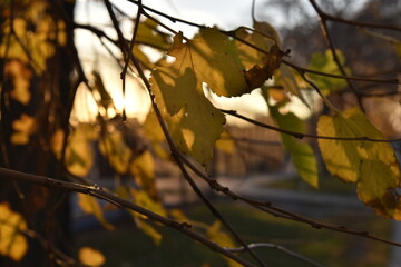 nature in the park