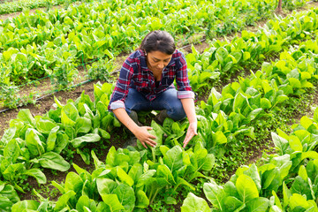 Woman farmer holding fresh organic green romaine lettuce for inspect quality in greenhouse farm