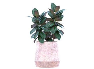 india Rubber Fig in pot, indoor plant isolated