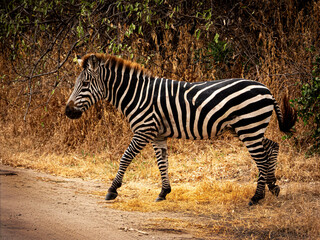 African Zebra Walking Across Road
