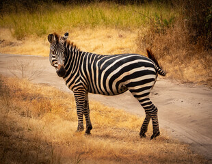 African Zebra Looking Toward Road